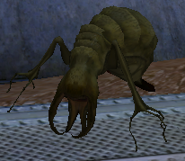 Tr6 traod pillbugmutant.PNG