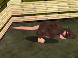 Rats tr3.jpg